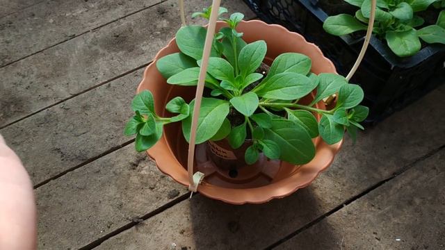 ЭТО НУЖНО СДЕЛАТЬ ОБЯЗАТЕЛЬНО!!! ФОРМИРОВКА И ОБРЕЗКА ПЕТУНЬИ !!!! смотреть онлайн