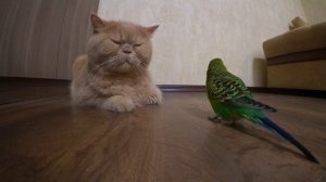 Кот и волнистый попугайчик невероятные друзья