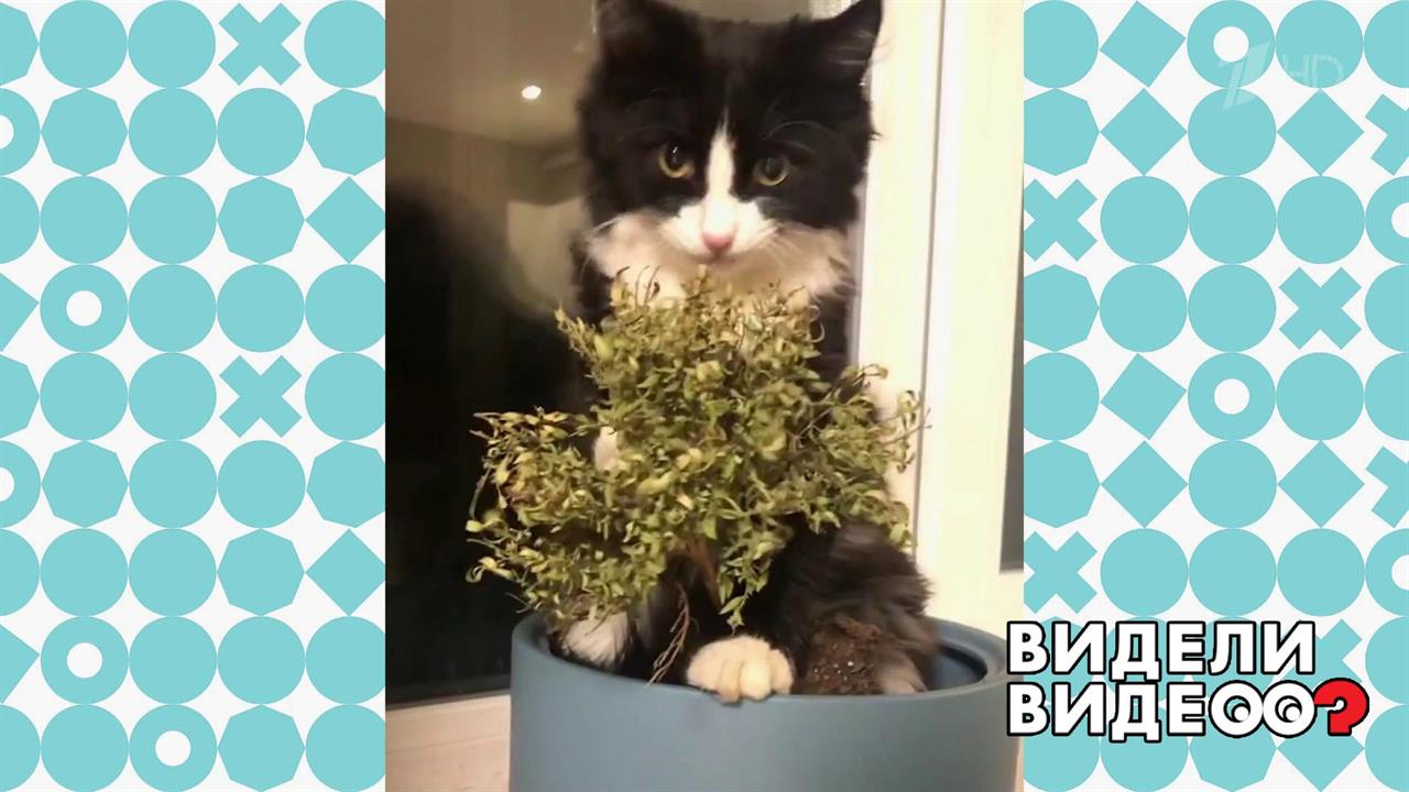 Кот-вегетарианец. Видели видео? Фрагмент выпуска от 08.01.2020