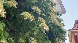 ГОРТЕНЗИЯ ЧЕРЕШКОВАЯ ЦВЕТЕТ. 30.05.23.