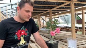 Удобрения и стимуляторы для адениумов