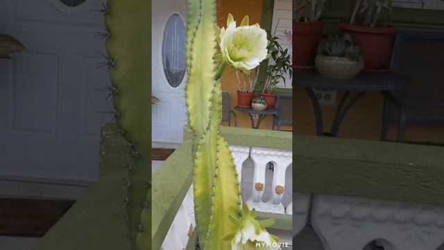 My Hugest Cactus is in Bloom (Cereus Jamacaru)