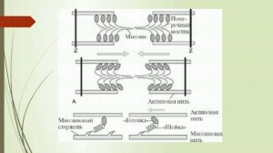 Умный Атлетизм \ ответы на вопросы - часть 2.2