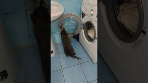 УХАХАТАЙКА! Енот Шурик СТИРАЕТ ЧИСТОЕ бельё, кот Марсель ПРЯЧЕТСЯ в ГРЯЗНОМ!