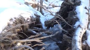 Охота на куницу капканами.