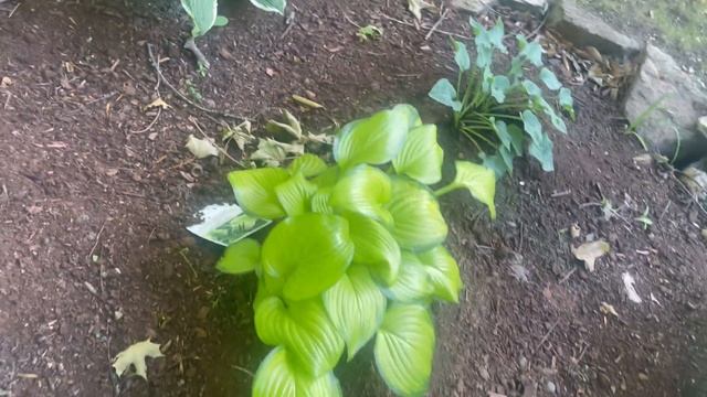 Hosta shade or sun our old hosta bed tells a different story 100 of sun, shade, water, dry hostas смотреть онлайн