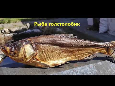 РЫБА ГОРЯЧЕГО КОПЧЕНИЯ ,толстолобик .
