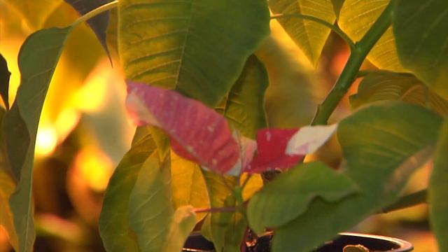 Новогодние растения: пуансеттия смотреть онлайн