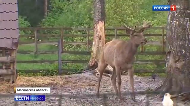 В Подмосковье поймали дикобраза смотреть онлайн