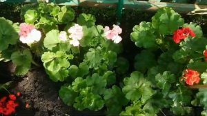 Черенкование пеларгоний в открытом грунте! Подготовка пеларгоний к следующему  летнему сезону!