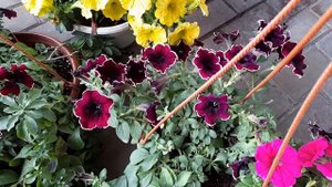 Новинка! Вегетативная петуния Фемос Маджента Вайт и Тиа Тирамису.