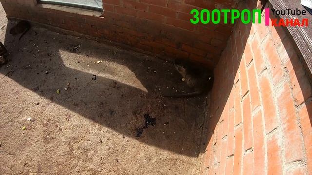 Зоопарк Одесса. День отца. Одесса сегодня. Гуляем с детьми. смотреть онлайн