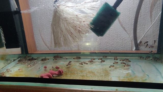 Коридорас панда смотреть онлайн