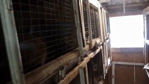 Как не допустить комаров в крольчатник