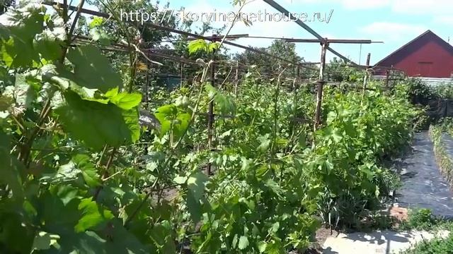 Применение серы на винограднике смотреть онлайн