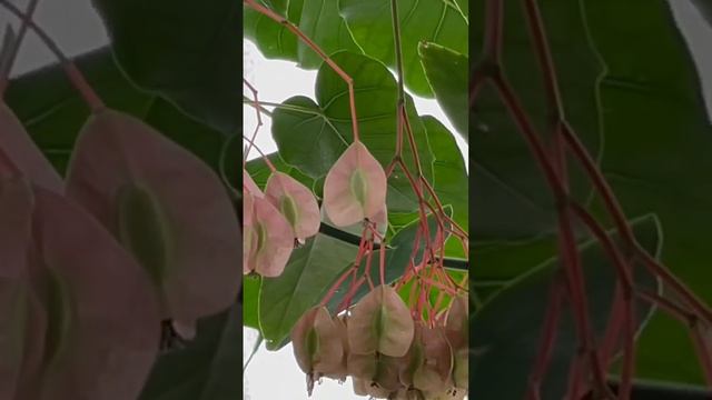 Incredible begonias- San Francisco Conservatory of Flowers