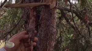 Хлебное дерево Сибири | кафедра охотоведения | охотовед.pw