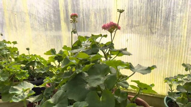 Бөлмө гүлү. Апаларыбыздын майрамы кут болсун 😊🌹 смотреть онлайн