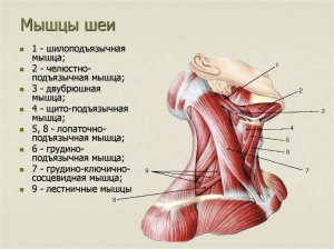 Качаем шею ??