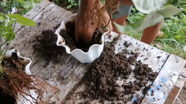 ANAKAN BUNGA SYNGONIUM SILVER смотреть онлайн