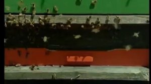 Пчеловодство  Ротационное разведение пчел