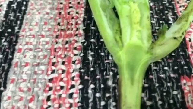 Вплив препарату Фолікур® на стан рослин озимого ріпаку смотреть онлайн