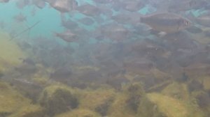 караси в своем пруду зимуют