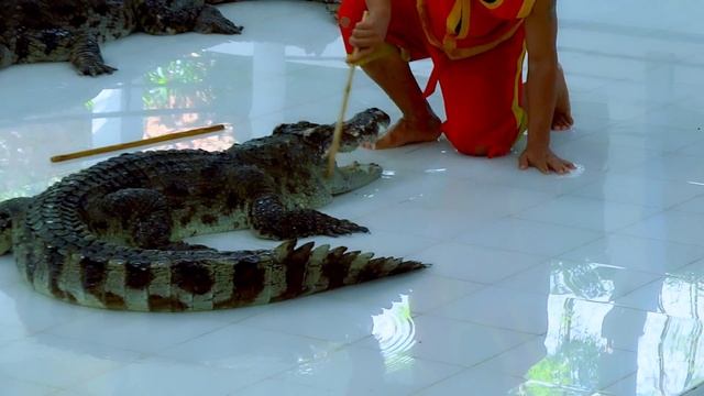 Крокодил шоу. Таиланд на Пхукете # Crocodile show Thailand Phuket