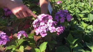 Twist & Shout Hydrangea