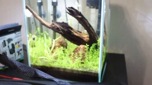 Aквариум AQUAEL SHRIMP SET DAY & NIGHT 20 куб полгода спустя