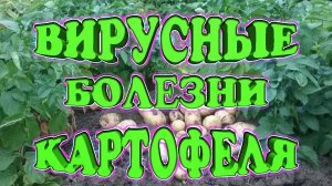 Болезни картофеля. Описание признаков болезней. Лечение. Развитие распространение период активности.