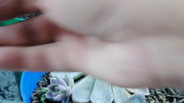 echeveria cremneria ariadne donsuculento смотреть онлайн