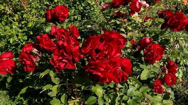 Беспроблемная канадская роза - Хоуп оф Хьюманити! смотреть онлайн