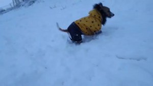 Джек Рассел Терьер - гуляем зимой