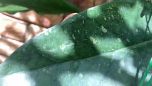 Цветение Хойи Мегаласта, Красивые Листья, Редкие Хойи. H. megalaster. H. litoralis, H. callistophy.