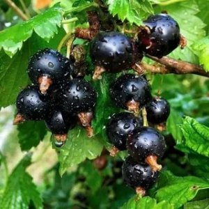 ? ЧЁРНАЯ СМОРОДИНА ? Алёна Росс ?