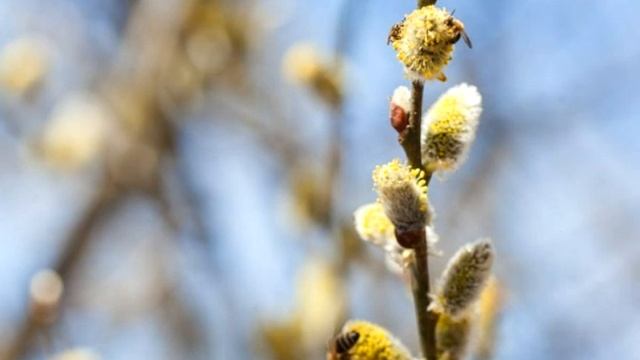 Стихи для Души - Введи меня в свой Мир... смотреть онлайн