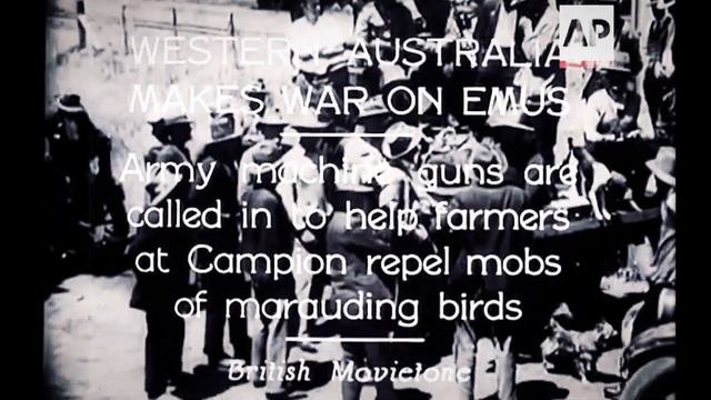 TOTAL WAR SAGA: The Great Emu War (Game Trailer)