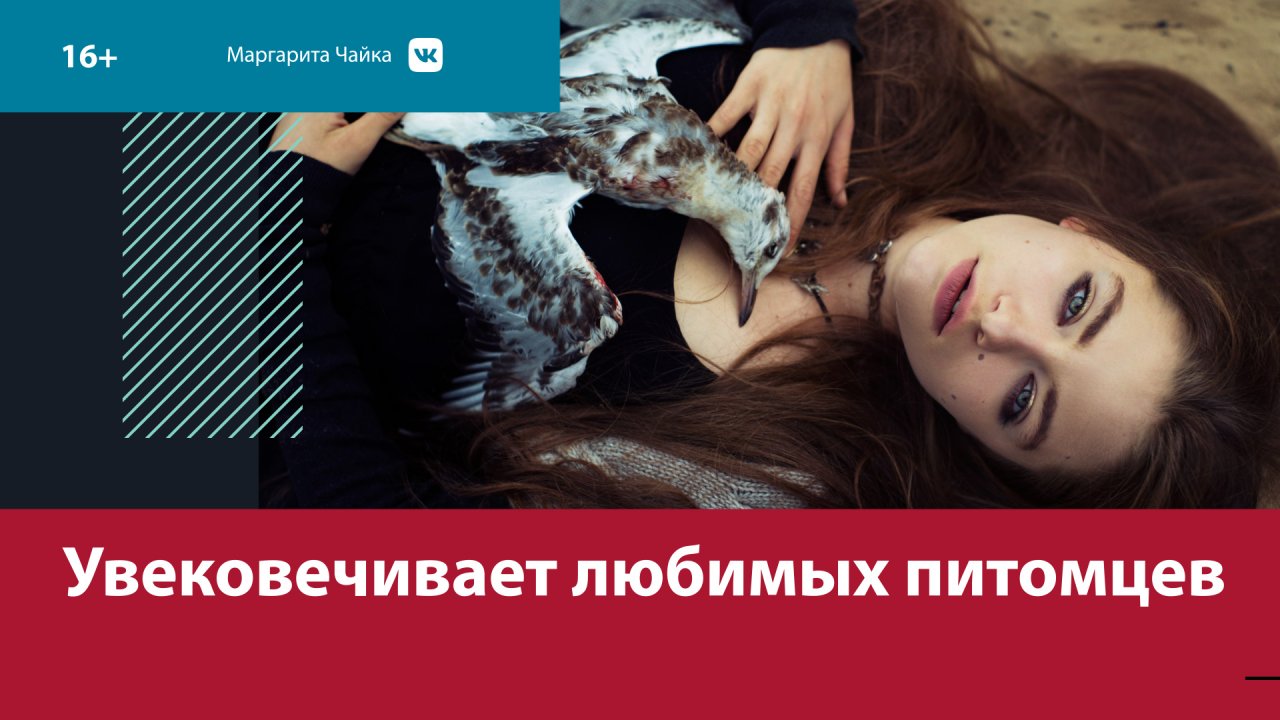 Маргарита чайка