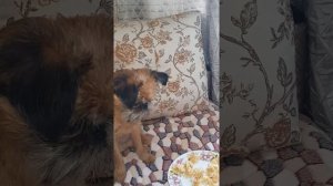 Интеллигентная собака ест блины