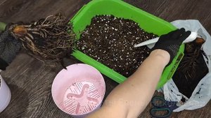 СПАСЕНИЕ ЗАМИОКУЛЬКАСА, Реанимация долларового дерева