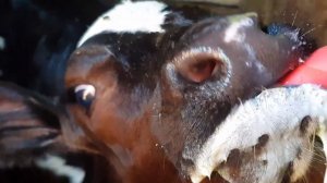 ПРО КОШКУ АЛИСУ И ТЕЛЕНКА АМУРЧИКА