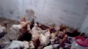 Кормление цыплят Ломан Браун .