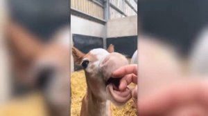 ДО И ПОСЛЕ ВЗРОСЛЕНИЯ. НЕВЕРОЯТНЫЕ ТРАНСФОРМАЦИИ ЖИВОТНЫХ