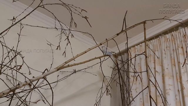 Приручаю и выгуливаю Карпушу - птенца выставочного волнистого попугая