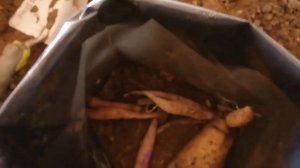 Как сохранить клубни георгин зимой?