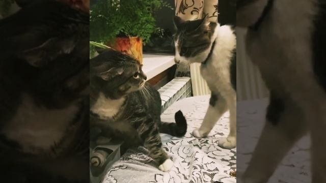 Муж и Жена Ругаются #приколысживотными