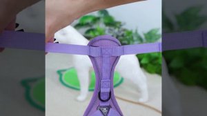 Анатомическая шлейка SAVIPETS