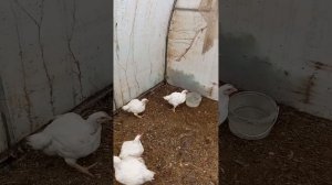 бройлер ответ на ваш вопрос, не мерзнут ли бройлеры в теплице.