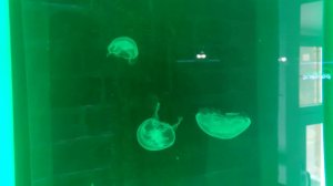 Медузы. Спокойной плавают в аквариуме.